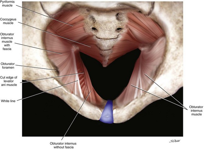 Surgical Anatomy of the Pelvis and the Anatomy of Pelvic Support