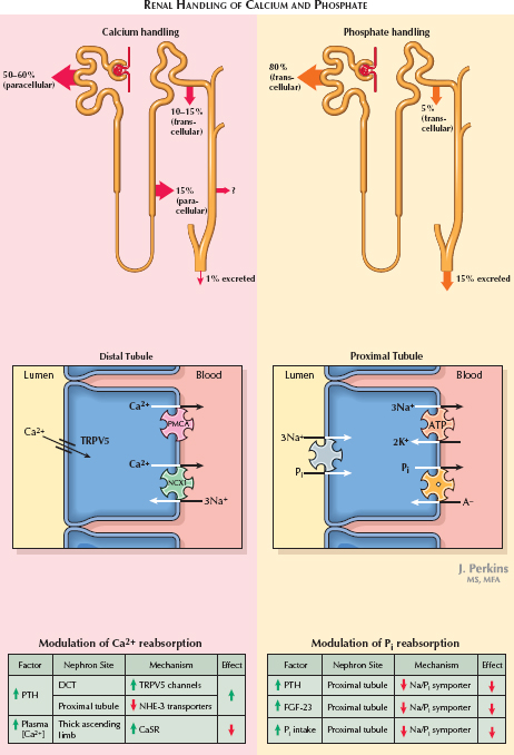 Renal Control of Calcium, Phosphate, and Magnesium 