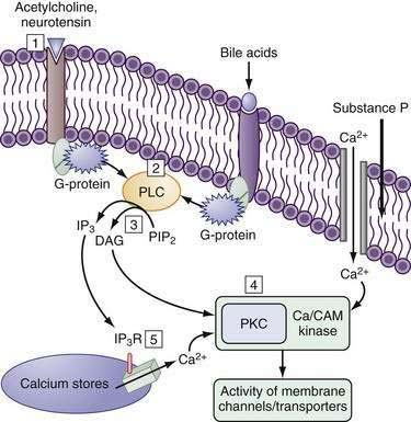 Intestinal Electrolyte Absorption And Secretion | Abdominal Key