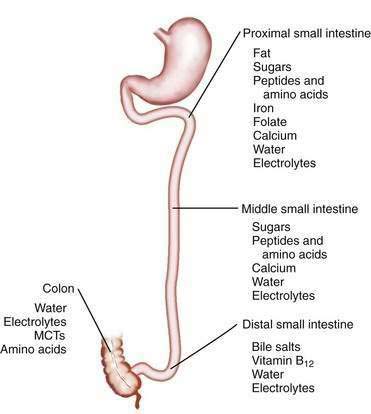 absorb how does jejunum nutrients the Key  Bowel Abdominal Syndrome  Short