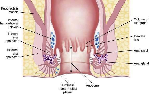 Anal Region 20