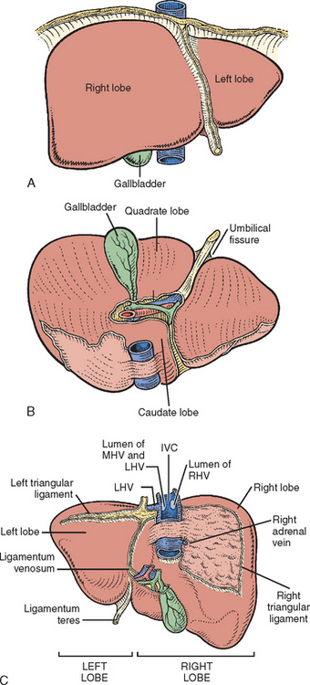 liver anatomy lobes