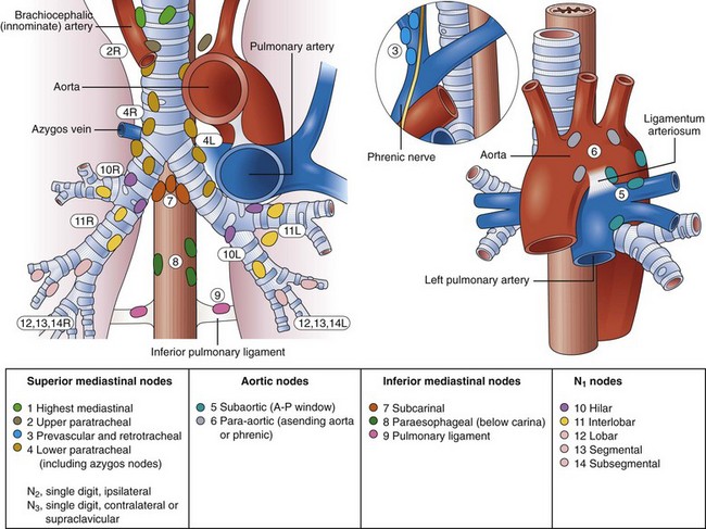 Extraintestinal Endosonography (including Celiac Block) | Abdominal Key