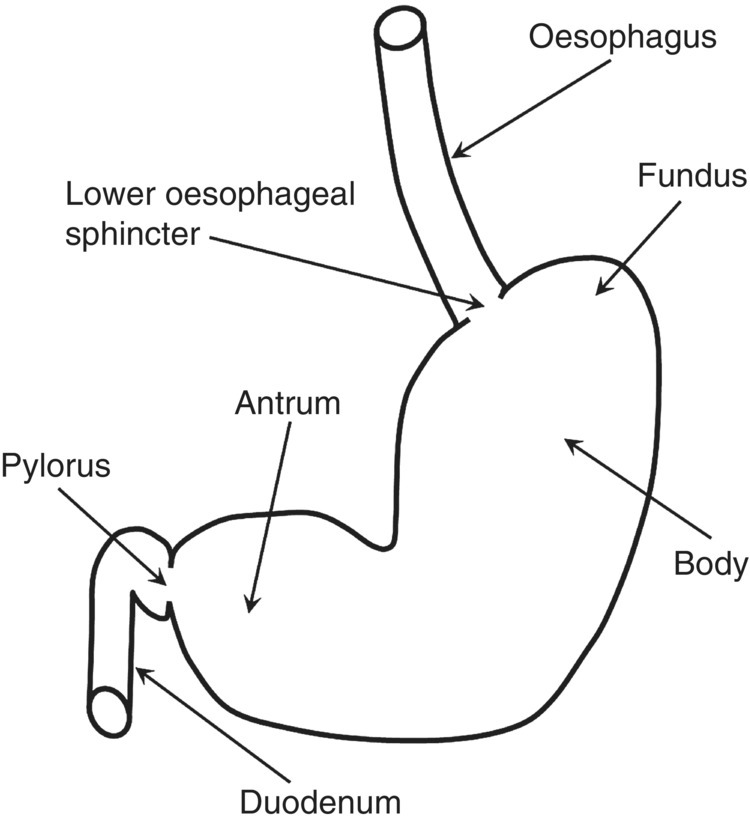 Physiology and function of the stomach | Abdominal Key