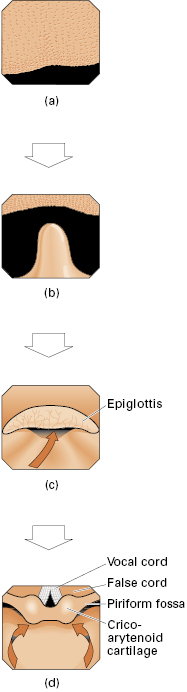 c4-fig-0006