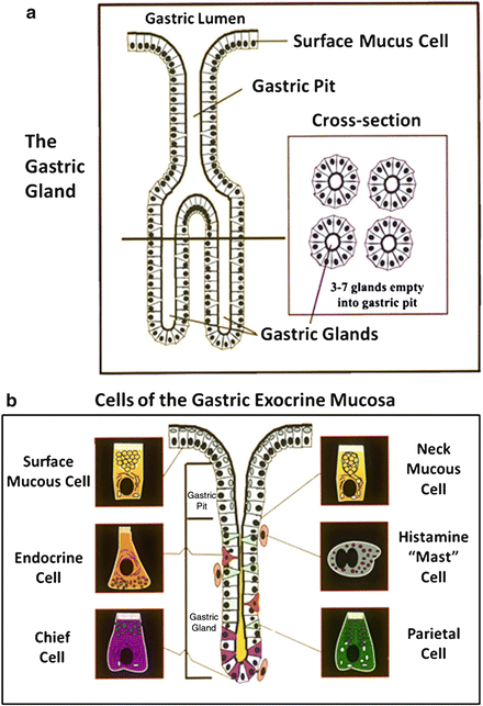 Gastric Physiology | Abdominal Key