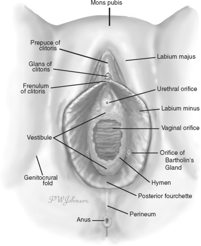 vagina the Posterior of fourchette