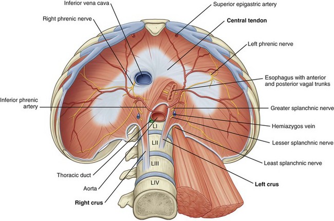 Surgical Anatomy of the Retroperitoneum, Adrenals, Kidneys, and Ureters