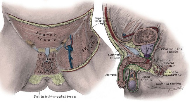 Anatomy of the Lower Urinary Tract and Male Genitalia