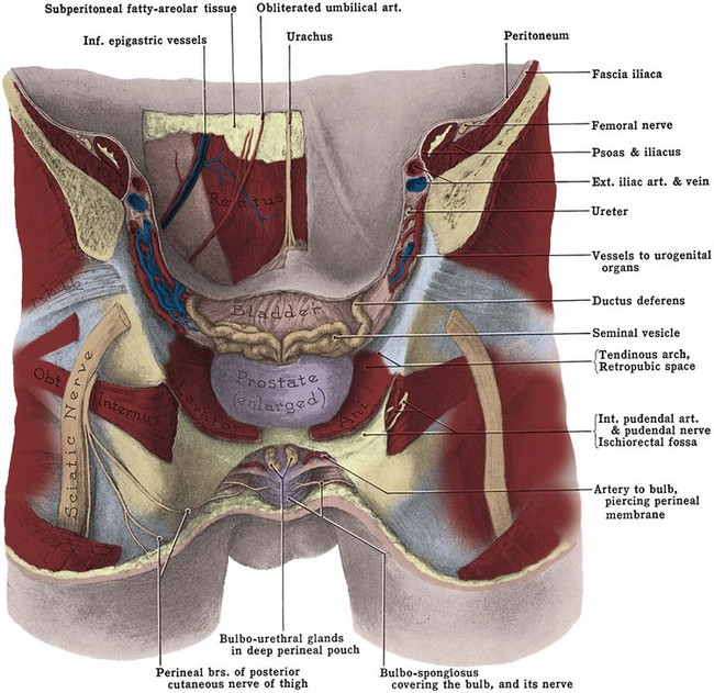 Anatomy Of The Lower Urinary Tract And Male Genitalia Abdominal Key