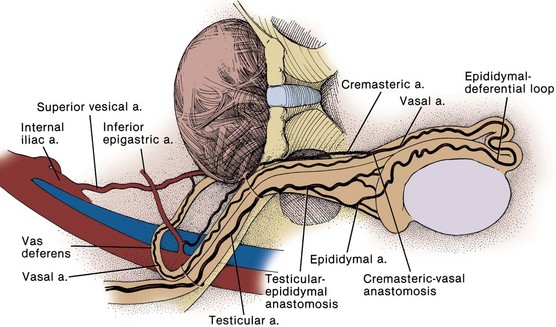 Anatomy of the Lower Urinary Tract and Male Genitalia ...