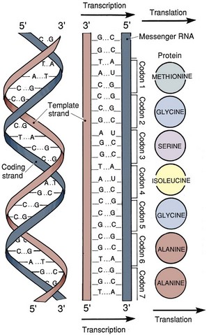 Molecular Genetics and Cancer Biology | Abdominal Key