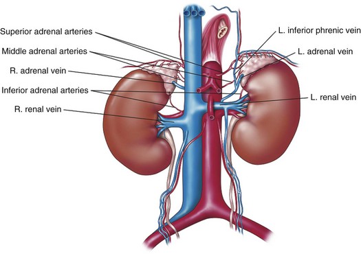 kidney and adrenal gland anatomy