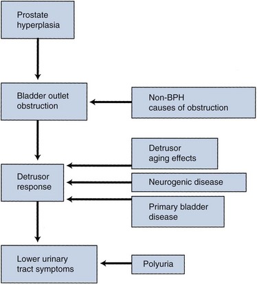 benign prostatic hyperplasia pathophysiology symptoms
