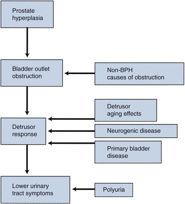 Benign Prostatic Hyperplasia Pathophysiology Diagram