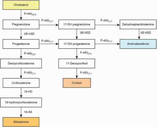 C3 Ff4 Gif Abdominal Key