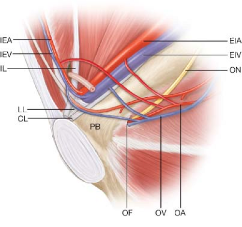 obturator canal