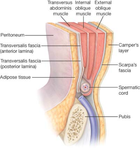 Fascia transversalis мышцы живота