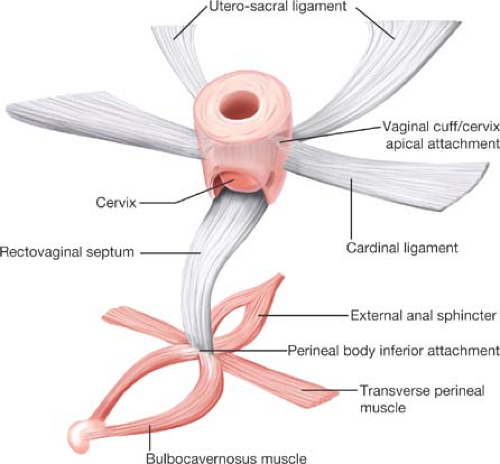 rectovaginal fascia