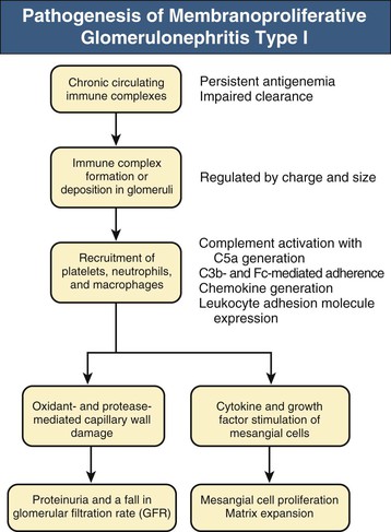 glomerulonephritis pathophysiology
