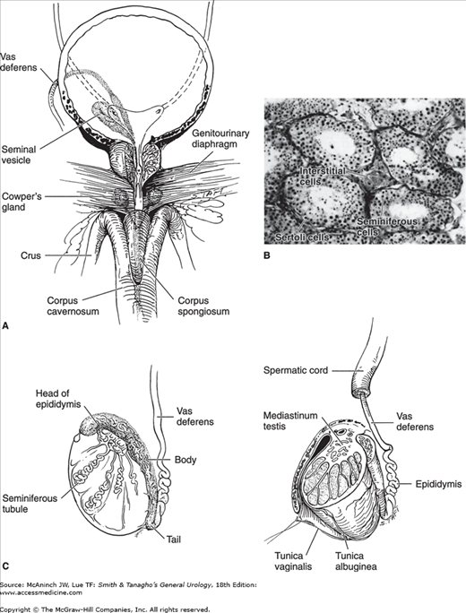 m_mcan18_c001f007.png | Abdominal Key