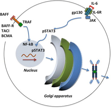 A330611_1_En_4_Fig4_HTML.gif