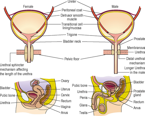 Basic structure, function and control of the lower urinary tract