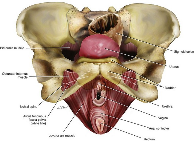 Anatomy of pelvis::. Pelvis is the lower section of the box…, by  ARUNGANDHI G