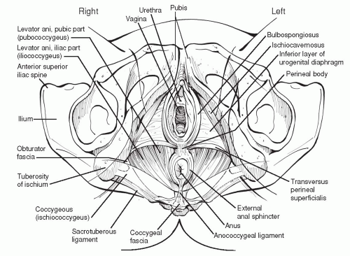 Pelvic Floor Tension Myalgia Abdominal Key