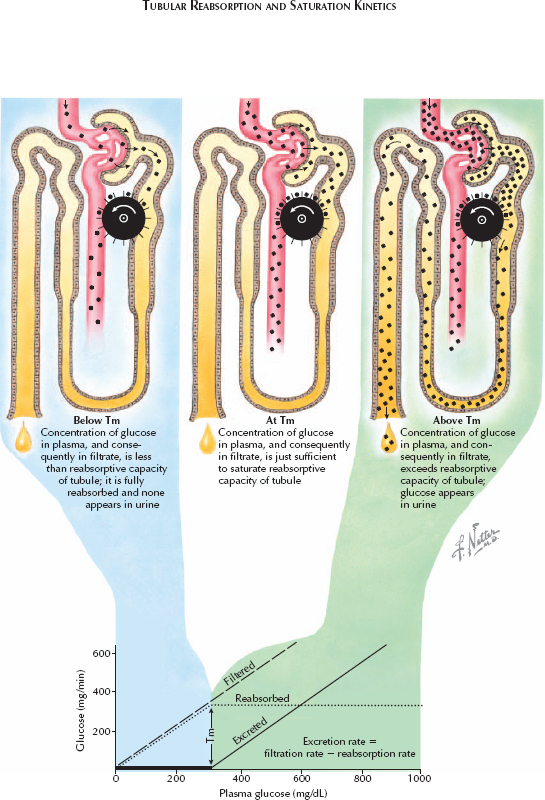 secretion-and-reabsorption-tubular-reabsorption-and-saturation