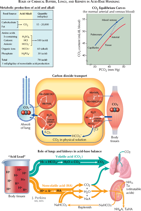 Renal Buffer System