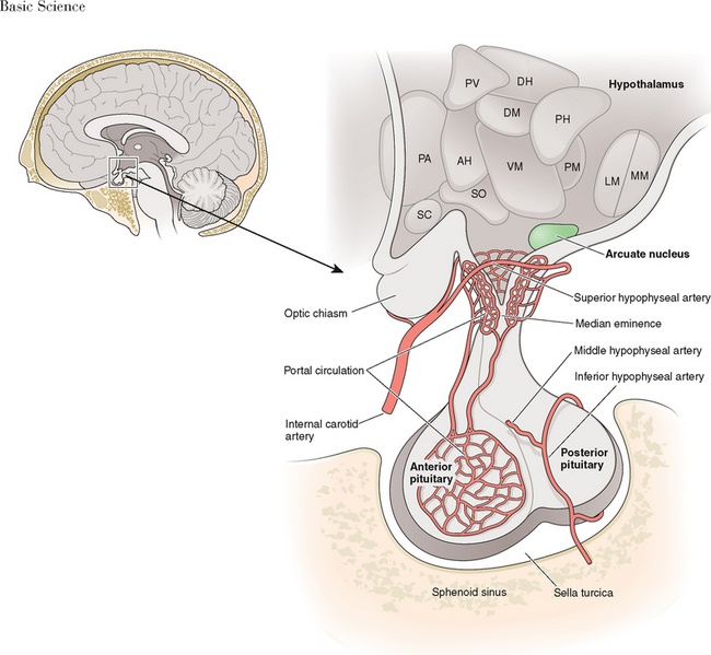 orx hypothalamus