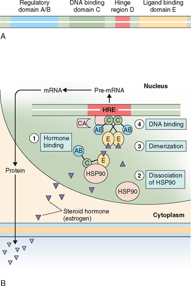 B9780323033091500057_gr10.jpg | Abdominal Key
