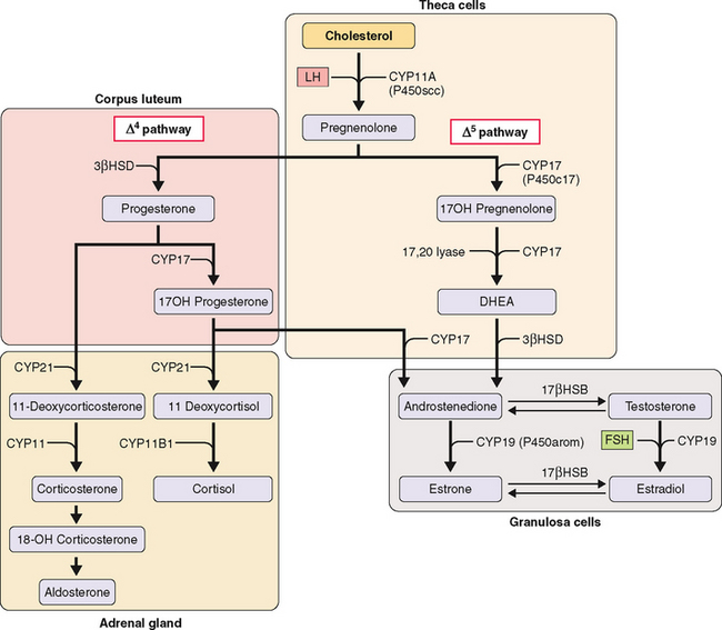 cortical sex hormones adrenal gland