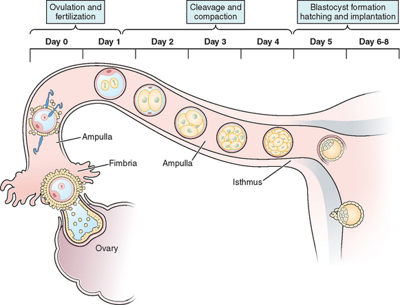 ovulation conception and implantation