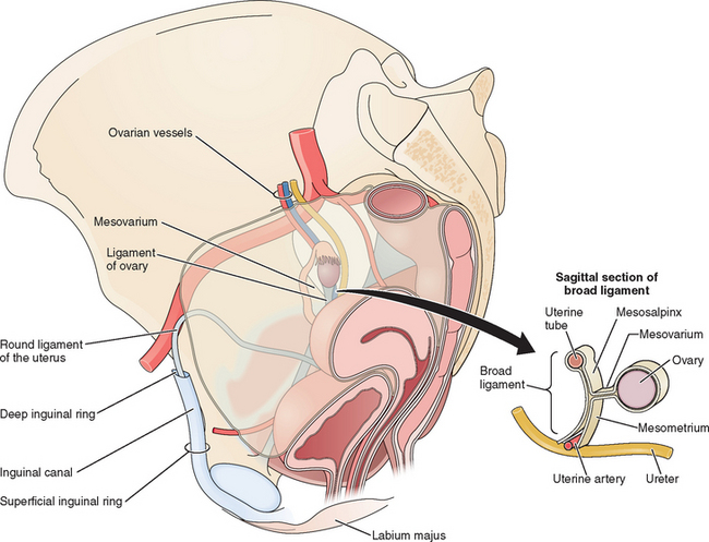 Anatomy of Inguinal Canal | Medical anatomy, Human anatomy and physiology,  Medical knowledge