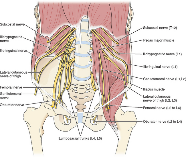 Pudendal and Other Nerve Damage - Posterior Femoral Cutaneous, Ileoinguinal  and Obturator in the Transvaginal Mesh Patient