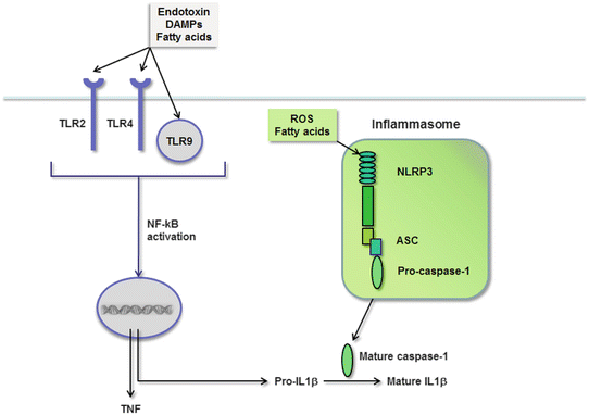 A319016_1_En_4_Fig8_HTML.gif