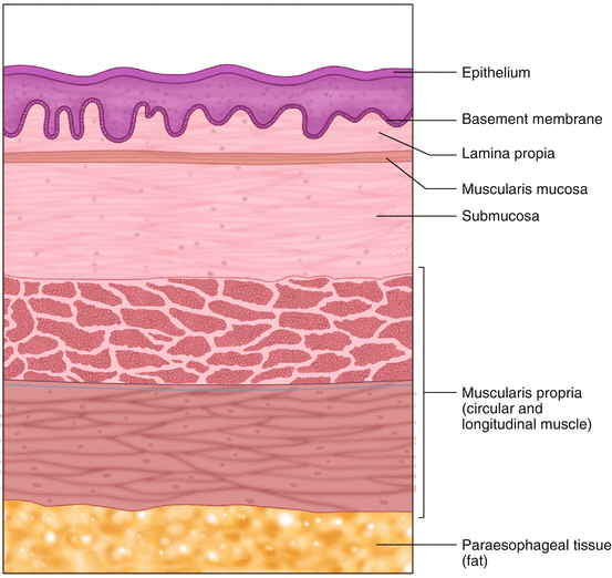 Histologic Anatomy Abdominal Key, What Is A Basement Membrane In Anatomy