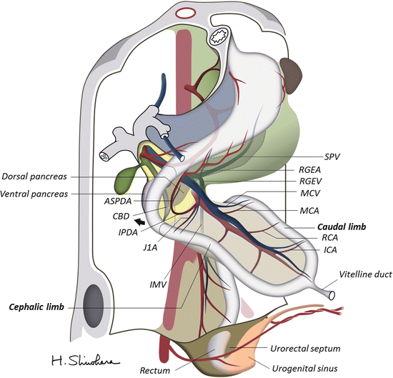 A336115_1_En_1_Fig4_HTML.gif