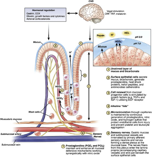 Stress Ulcer Prophylaxis Stress ulcerations are   GrepMed