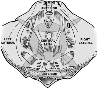 A305428_1_En_52_Fig1_HTML.jpg