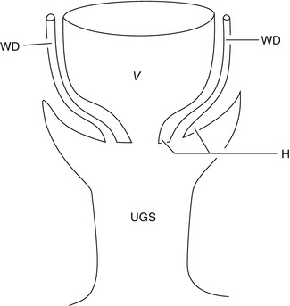 Hymen Abdominal Key