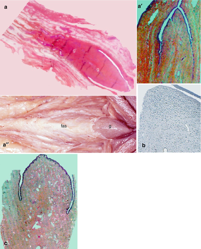 External Morphology Of The Clitoris Abdominal Key 
