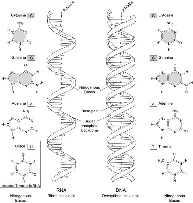 The Genetics You Never Knew: A Genetics Primer | Abdominal Key