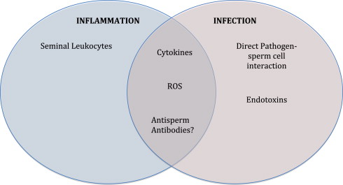 Infectious, Inflammatory, and Immunologic Conditions Resulting in Male