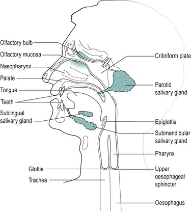 THE MOUTH, SALIVARY GLANDS AND OESOPHAGUS | Abdominal Key