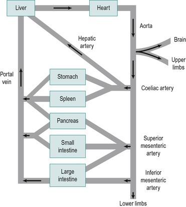 gr4.jpg | Abdominal Key