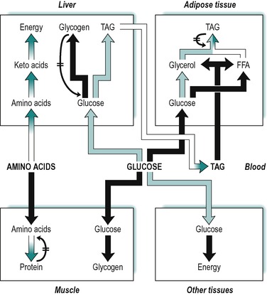 gr6.jpg | Abdominal Key