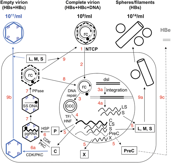 Hepatitis B Virus Virology And Replication | Abdominal Key